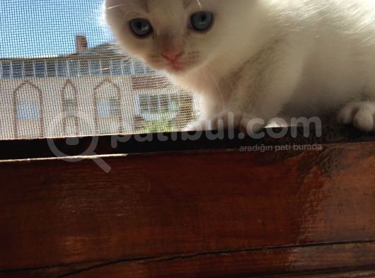 Scottish Fold Golden Silver Tabby White Blue Point İzmit görsel