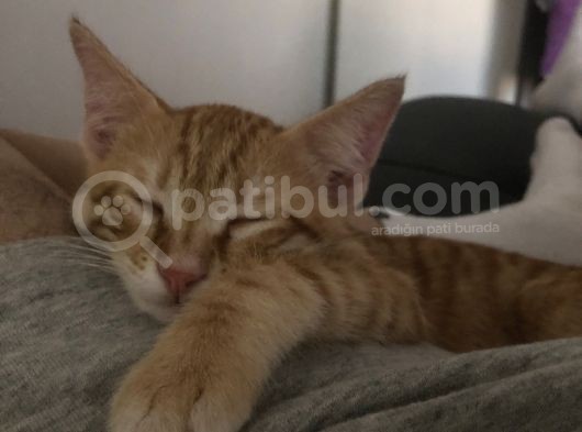 Yavruyu Acil Sebepten Sahiplendiriyorum görsel