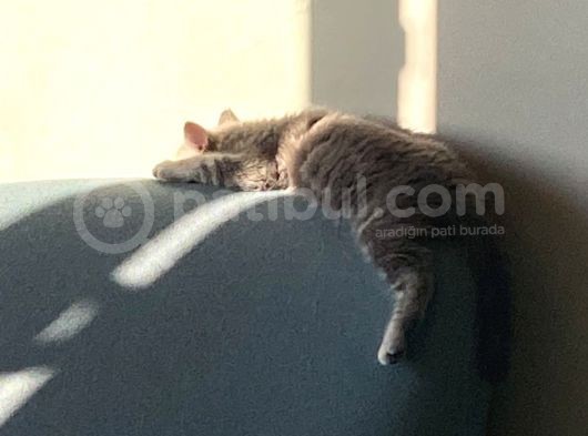 Golden Blue Tıcket Tabby görsel
