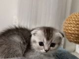 Scottish Fold Golden Silver Tabby White Blue Point İzmit