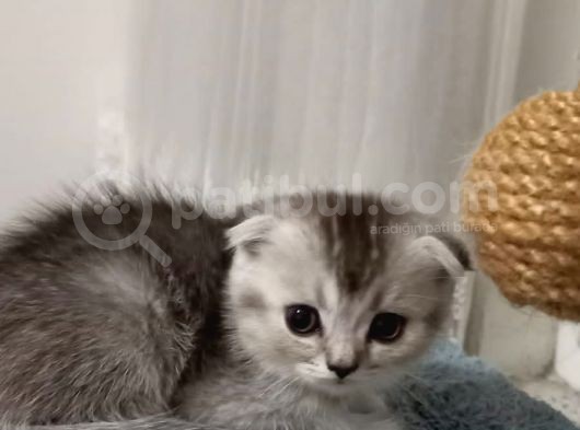 Scottish Fold Golden Silver Tabby White Blue Point İzmit görsel