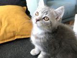 Golden Blue Tıcket Tabby