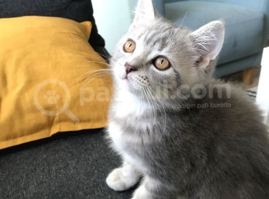 Golden Blue Tıcket Tabby görsel