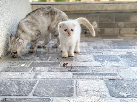 Erkek Ve Dişi Scootish Fold görsel