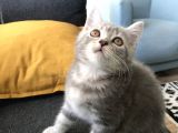 Golden Blue Tıcket Tabby