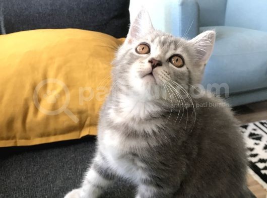 Golden Blue Tıcket Tabby