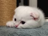 Scottish Fold Golden Silver Tabby White Blue Point İzmit