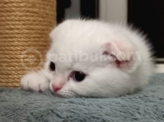 Scottish Fold Golden Silver Tabby White Blue Point İzmit görsel