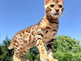 Safkan Bengal Yavrulari