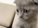 Erkek Scottish Fold Kendini Prens Sanıyor