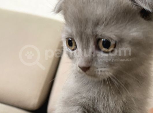 Erkek Scottish Fold Kendini Prens Sanıyor görsel