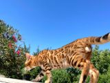 Safkan Bengal Yavrulari