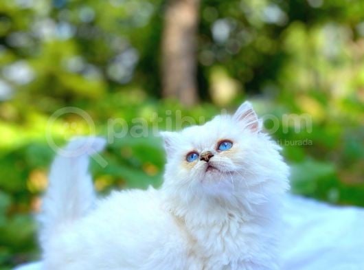 Longhair Beyaz Ve Fold Golden Dişi Erkek Yavrularımız