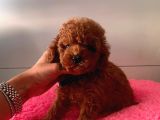 Safkan Toy Poodle Yavrular