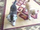 Scottish Fold Golden Silver Tabby White Blue Point İzmit