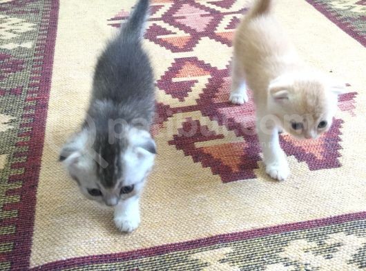 Scottish Fold Golden Silver Tabby White Blue Point İzmit
