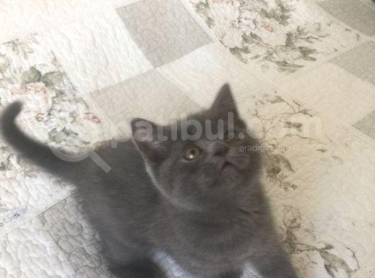 Acill …Yuva Arıyoruz