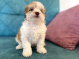 Maltipoo Bebekler