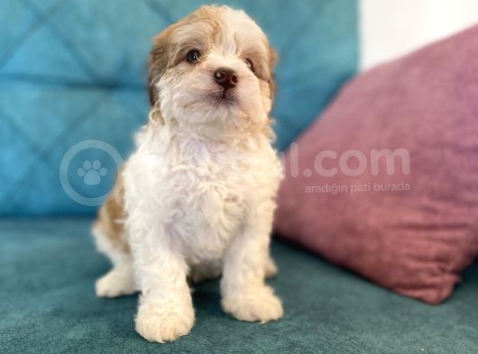 Maltipoo Bebekler görsel