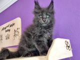 Poly Mainecoon Blue Erkek