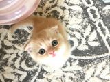 Scottish Fold Golden Silver Tabby White Blue Point İzmit