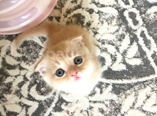 Scottish Fold Golden Silver Tabby White Blue Point İzmit görsel