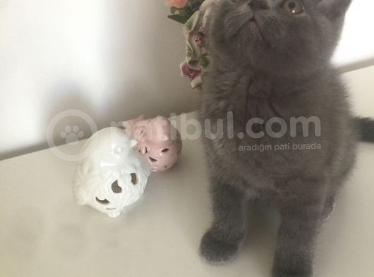 Acill …Yuva Arıyoruz görsel