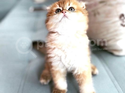 Longhair Beyaz Ve Fold Golden Dişi Erkek Yavrularımız görsel