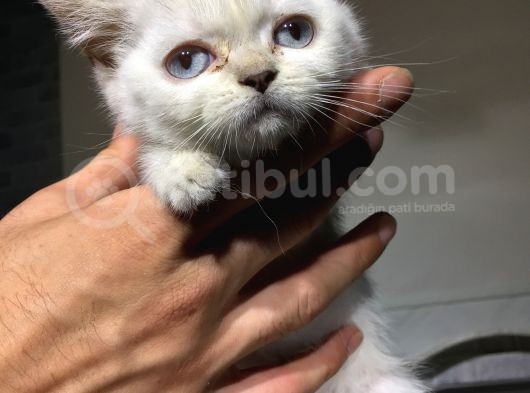 Kaliteli Uysal Anne Sütünden Kesilmiş Yavrular görsel