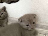 Erkek Scottish Fold Kendini Prens Sanıyor