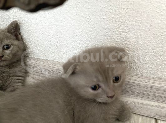 Erkek Scottish Fold Kendini Prens Sanıyor görsel