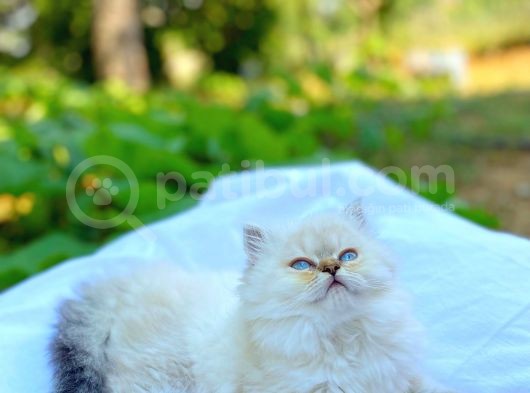 Longhair Beyaz Ve Fold Golden Dişi Erkek Yavrularımız görsel