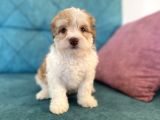 Maltipoo Bebekler