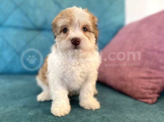 Maltipoo Bebekler görsel