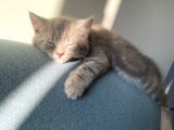 Golden Blue Tıcket Tabby