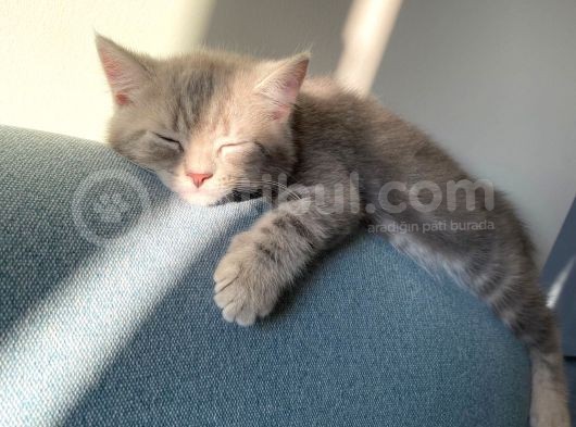 Golden Blue Tıcket Tabby görsel
