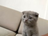 Erkek Scottish Fold Kendini Prens Sanıyor