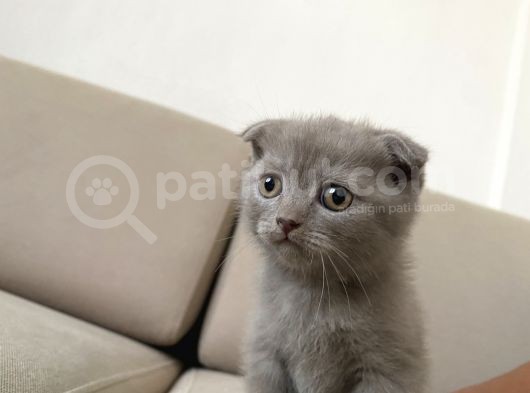 Erkek Scottish Fold Kendini Prens Sanıyor görsel