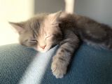 Golden Blue Tıcket Tabby