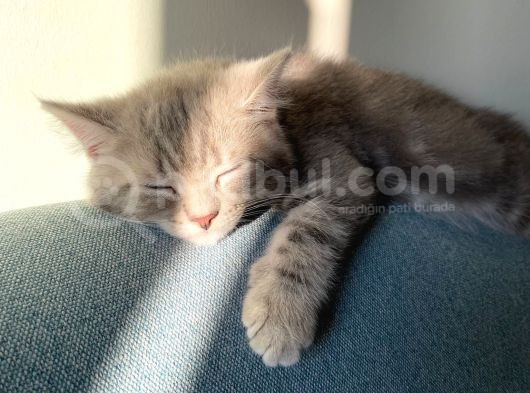 Golden Blue Tıcket Tabby görsel