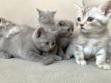 Erkek Scottish Fold Kendini Prens Sanıyor