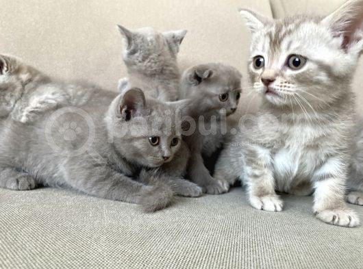 Erkek Scottish Fold Kendini Prens Sanıyor