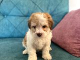 Maltipoo Bebekler