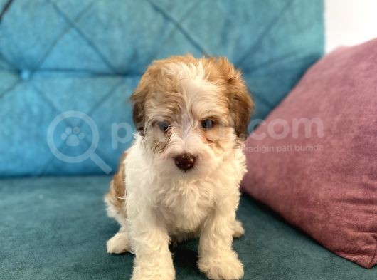 Maltipoo Bebekler