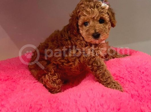 Safkan Toy Poddle görsel