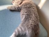 Golden Blue Tıcket Tabby
