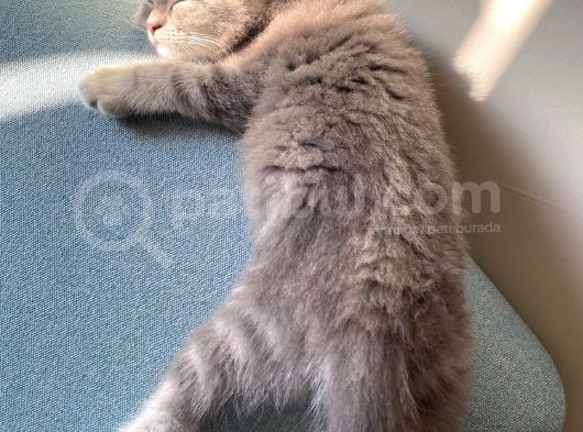 Golden Blue Tıcket Tabby görsel