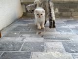 Erkek Ve Dişi Scootish Fold