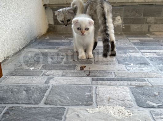Erkek Ve Dişi Scootish Fold görsel