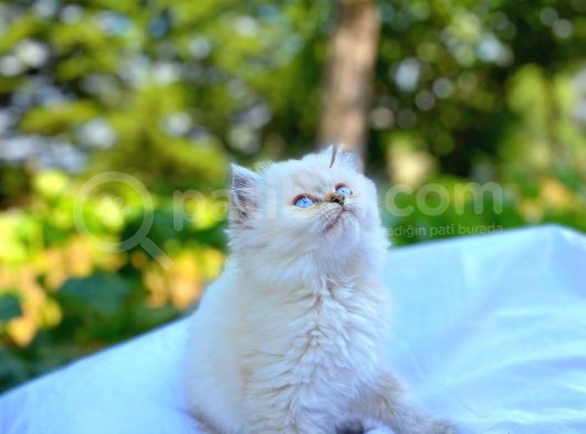 Longhair Beyaz Ve Fold Golden Dişi Erkek Yavrularımız görsel